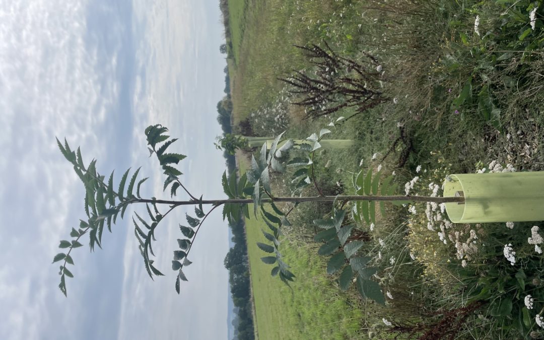 Programme de plantation sur le territoire