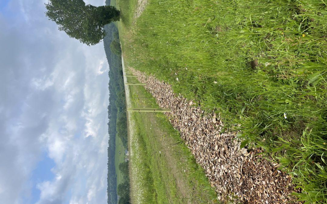Programme de plantation