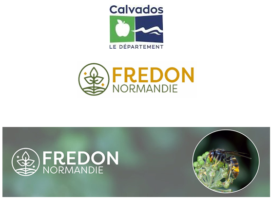 Vous cherchez des infos sur les frelons ?