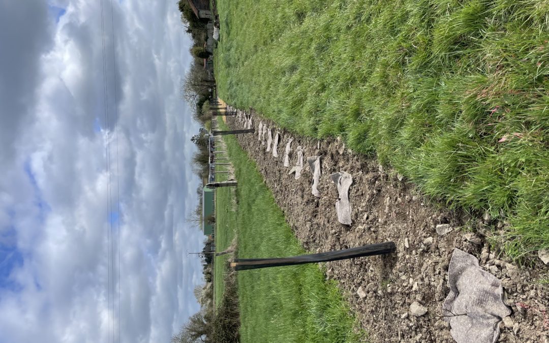Une haie expérimentale pour préparer le bocage de demain !